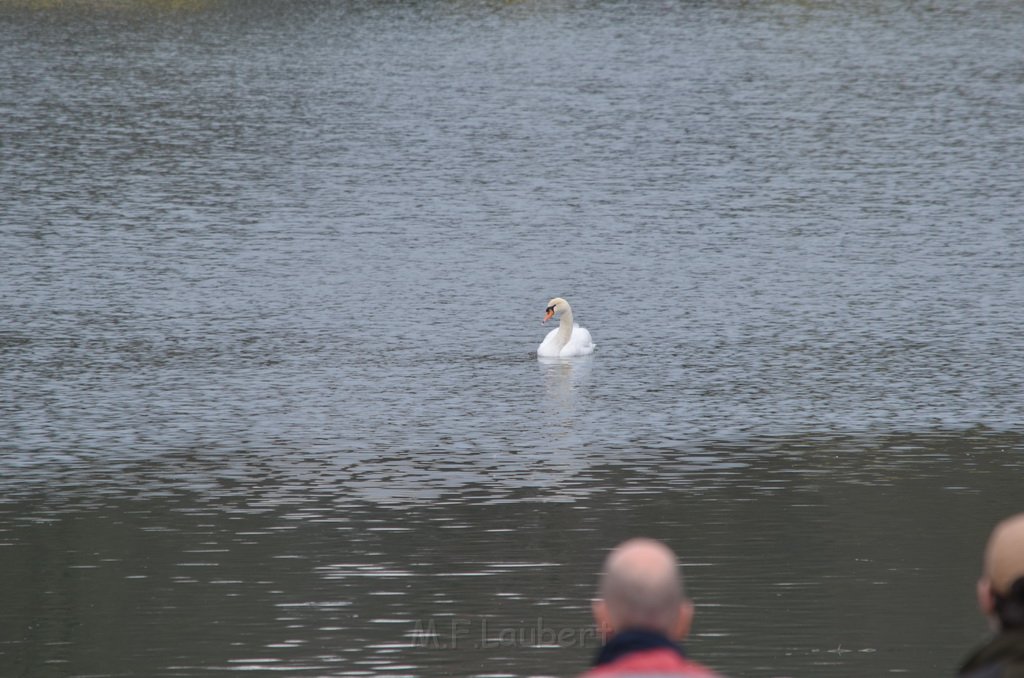 Einsatz BF Schwan mit Angelschnur Koeln Decksteiner Weiher P34.JPG - Miklos Laubert